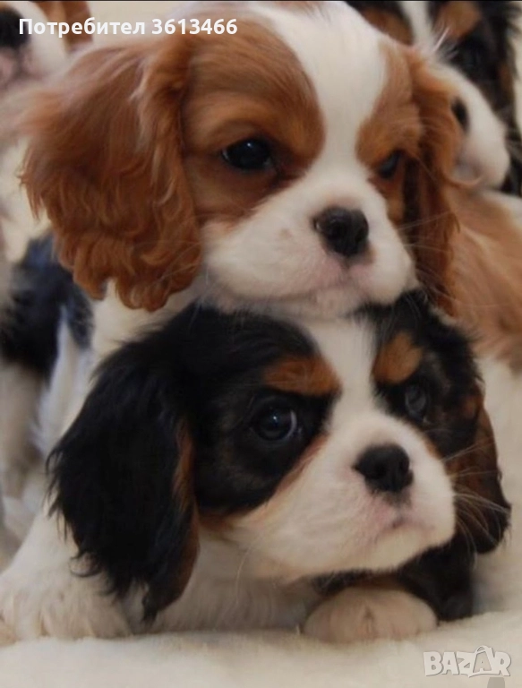 Кавалер кинг чарлз шпаньол трицветни и бленхайм , снимка 1