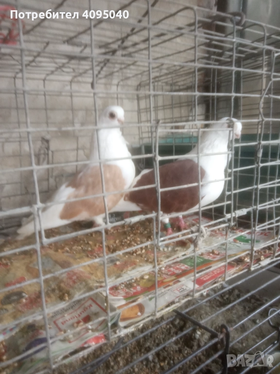 Продавам гълъби, снимка 1