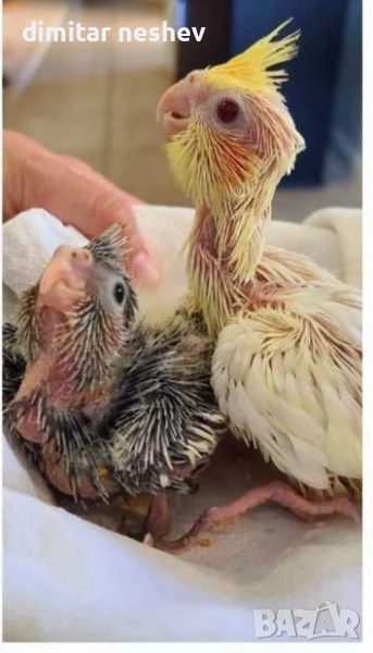 Ръчно хранени Корели , снимка 1