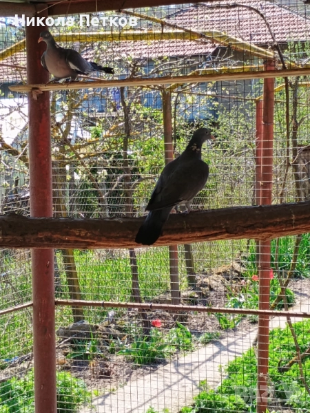 Гривеци , снимка 1