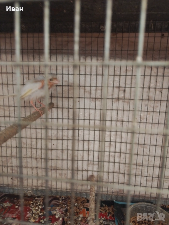 Женско канарче, снимка 1