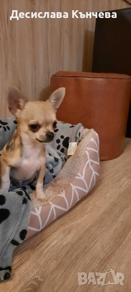 Мини чихуахуа момче, снимка 1