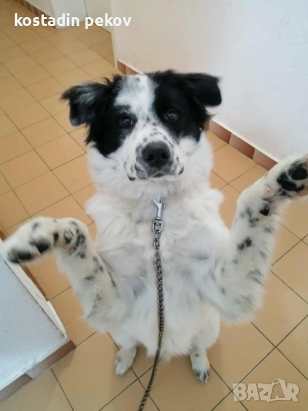 Подарявам куче, снимка 1