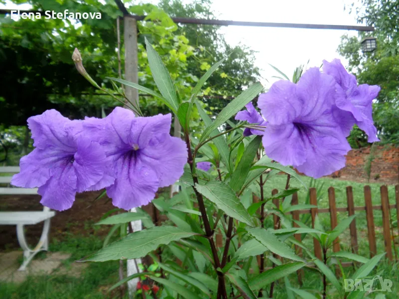 Руелия - лилава, снимка 1