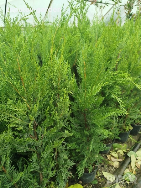 леиланди кипарис, снимка 1