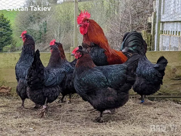 Яйца от Маран, няколко цвята 