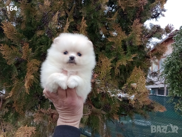 Женски Померан. Реални снимки от 10.02.26 г. 