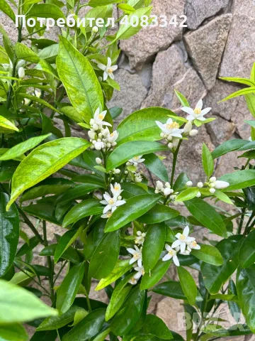 Цитрусови дръвчета, снимка 4 - Градински цветя и растения - 49787560