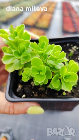 Камчатски седум, Sedum kamtschaticum, снимка 5 - Градински цветя и растения - 51146500