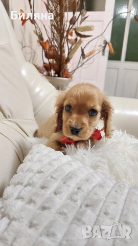 кокер шпаньолчета , снимка 3 - Кокер шпаньол - 52404650