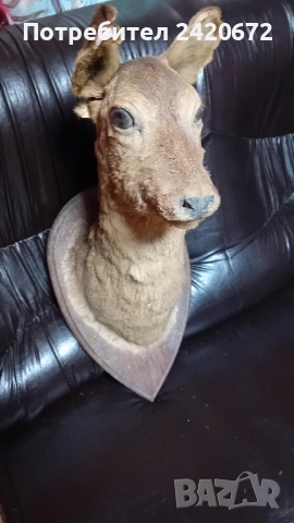 препарирана глава сърандак Препарирана бялка Препарирана катеричка., снимка 3 - Други - 52065871