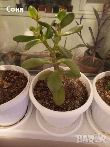 Различни кактуси,каучуково цвете, копривки и др.цветя, снимка 13 - Стайни растения - 50757911