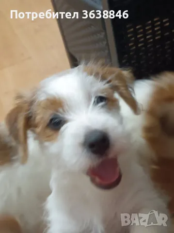 Твърдкосмест джак ръсел териер, снимка 3 - Джак ръсел териер - 49454726