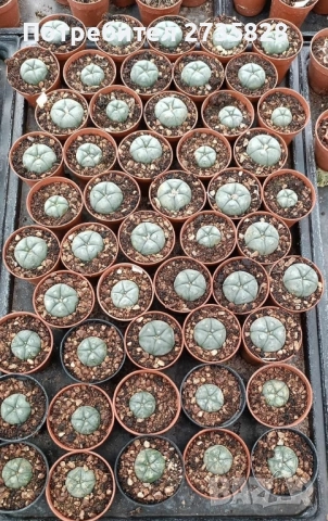 Пейот (Lophophora williamsii)