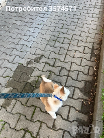 Малко кученце