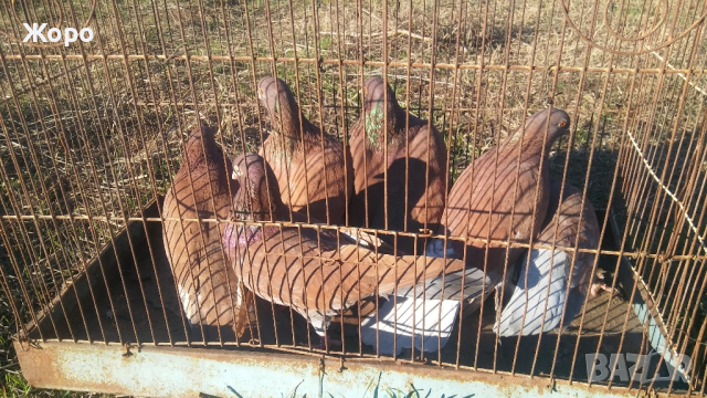 типлери френски дюклер, снимка 2 - Гълъби - 44874842