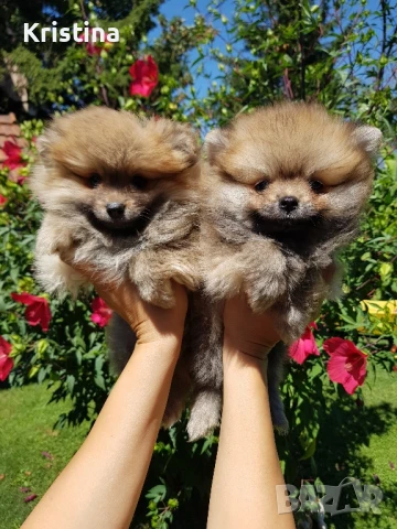 Померан померани , снимка 1