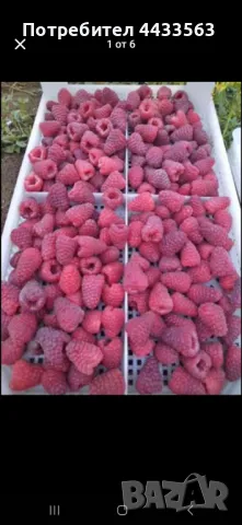 Разсад ягоди и малини , снимка 12 - Разсади - 49802437