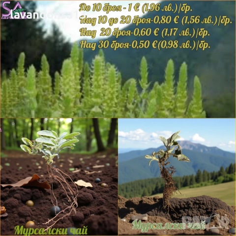 🪻 Разсад Лавандула Севтополис и Лавандин | Туфички и Оформени храсти, снимка 15 - Други - 35959231