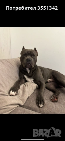 Мъжко американско були търси женска за разплот