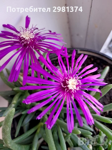 Делосперма