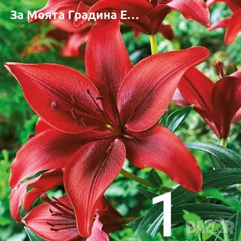 Лилиум луковици , снимка 2 - Сортови семена и луковици - 49765615