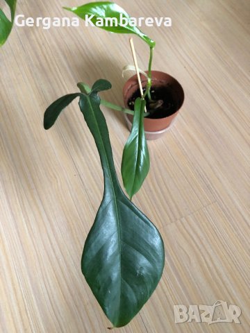 Philodendron Joepii, снимка 1 - Стайни растения - 43640358