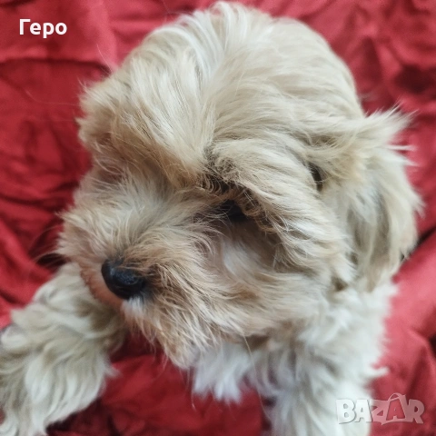 малтипу , снимка 7 - Пудели - 53601593