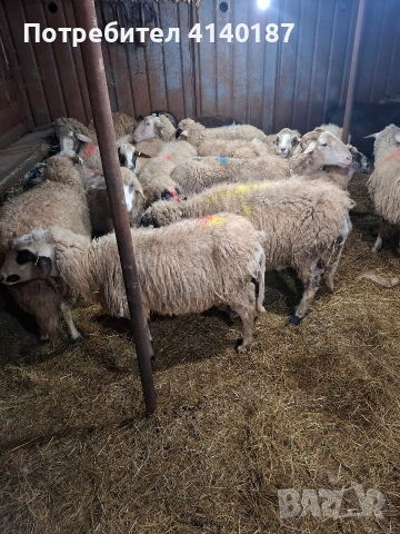 продавам 11бр овце бракувани за клане , снимка 2 - Овце - 53570025