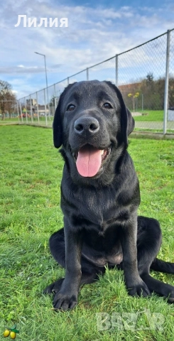 Лабрадор ретривър с родословие, снимка 10 - Лабрадор ретривър - 48299080