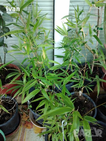 Бамбук Вивакс жълт Phyllostachys vivax 'Aureocaulis' , снимка 7 - Градински цветя и растения - 27535820