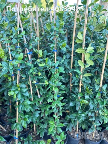 Жасмин Ароматен Студоустойчив