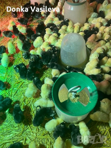 Легхорн и Супер харко пиленца 