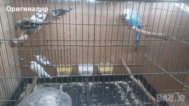  Диамантени, Зеброви и Японски  амадини, снимка 9 - Амадини - 48619977