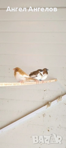 японски амадини , снимка 3 - Амадини - 53339144