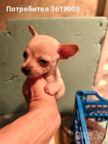 Той пинчер, мини ( джобен ) пинчер , снимка 2 - Пинчер - 53306474
