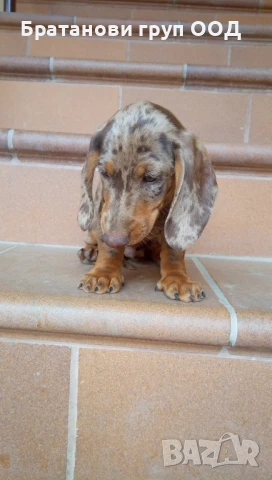 Дакел Шоко мерле, снимка 6 - Дакели - 50862299