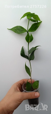 Hoya polyneura, снимка 4 - Стайни растения - 52988000