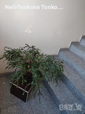 Почистване с Рейнбоу 20%Отстъпка за Декември, снимка 8 - Почистване на домове - 52656219