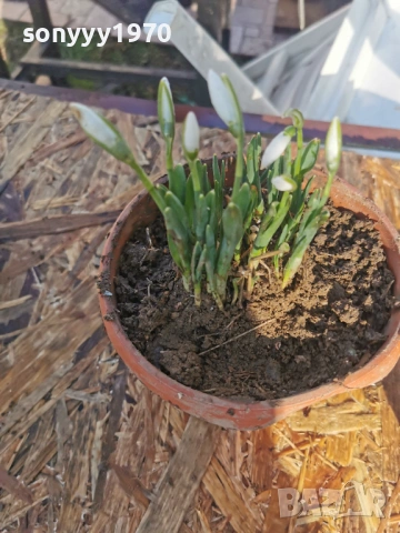 ЕКО КОКИЧЕ-ДОМАШНО 3001261607, снимка 4 - Градински цветя и растения - 53285139