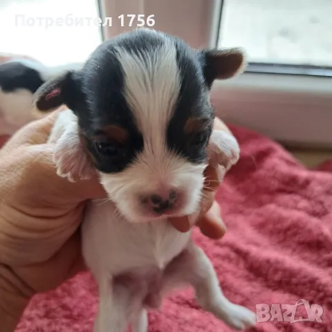 Йоркширски териер, Бивер , снимка 5 - Йоркширски териер - 42851993