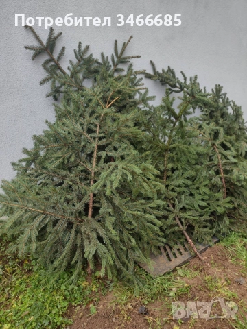 Естествени клонки елха, снимка 3 - Декорация за дома - 52865188