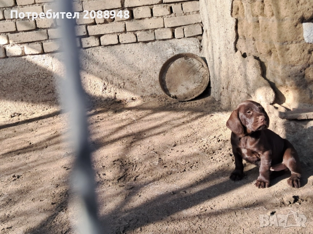 Женски дратхар, снимка 6 - Дратхаар - 52846305