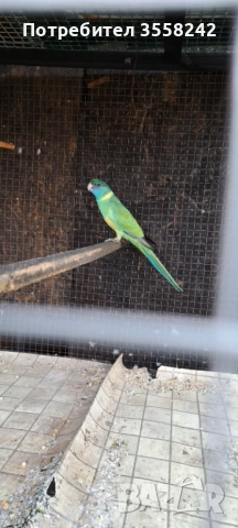 Бернадова розела, снимка 2 - Папагали - 52774562