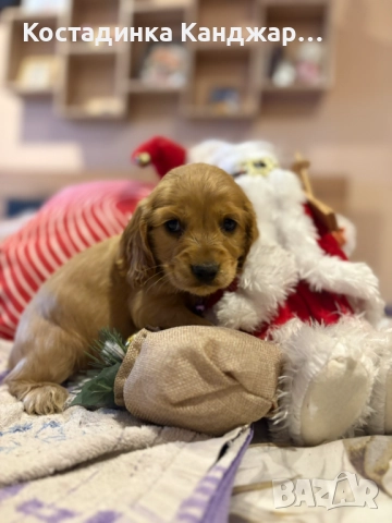 Чистокръвни Кокер Шпаньол кученца, снимка 6 - Кокер шпаньол - 52372383