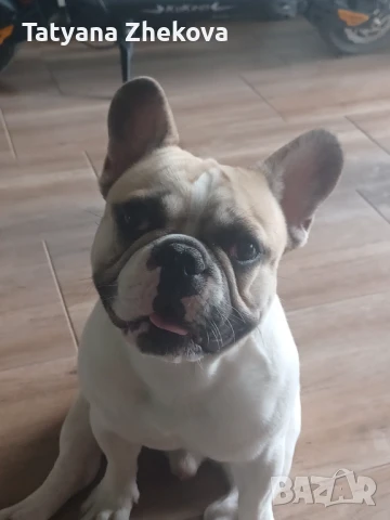 Родословен Френски булдог, снимка 1