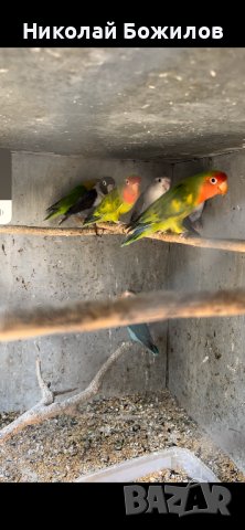 Продавам папагали неразделки , снимка 6 - Папагали - 40156012