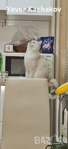 британска търси мъжки, снимка 5 - Британска късокосместа - 52270742