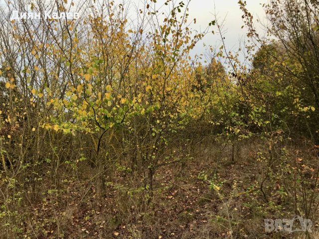  Парцел 4000 кв.м. до варненското езеро, снимка 6 - Парцели - 43729066