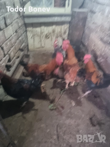 Продавам или разменям за ярки млади домашни петлета, снимка 16 - Кокошки и пуйки - 51544238